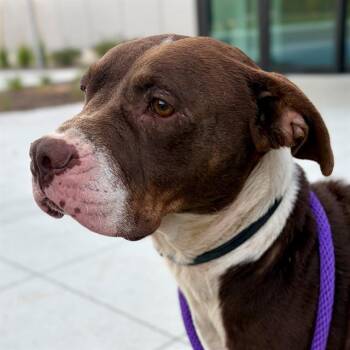 FRANCHESCA -  Pit Bull Terrier Dog for Adoption in Indianapolis, Indiana - FRANCHESCA | PetCurious