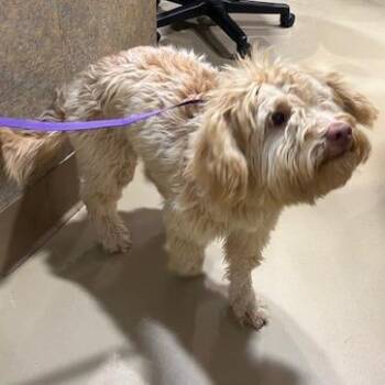 Mixed Breed Dogs Available for Adoption - Sandy | PetCurious