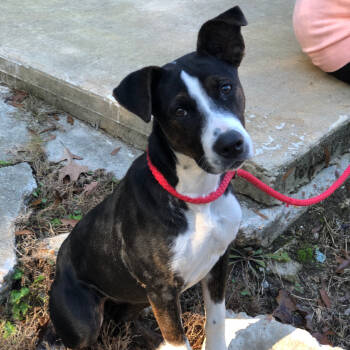 Rescue Terrier Dogs for Adoption in Clanton, Alabama - Scorpio | PetCurious