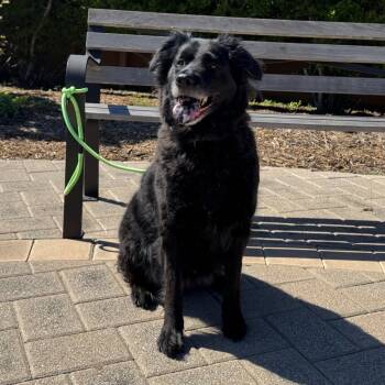 Golden Retriever and Labrador Retriever Dogs Available for Adoption in Webster, Texas - Leo | PetCurious