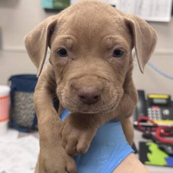 Jumba -  Mixed Breed Dog for Adoption in Columbiana, Alabama - Jumba | PetCurious