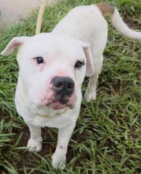 TRENTON -  American Bulldog Dog for Adoption in Fort Lauderdale, Florida - TRENTON | PetCurious