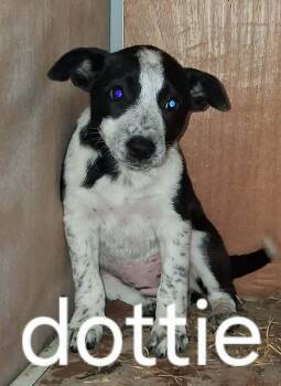 Dottie -  Australian Cattle Dog Blue Heeler Dog for Adoption in Memphis, Tennessee - Dottie | PetCurious
