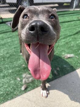 Cinder -  Pit Bull Terrier Dog for Adoption in Ashland, Virginia - Cinder | PetCurious