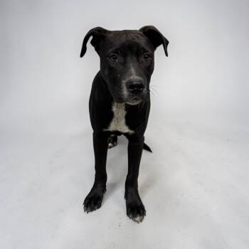 Labrador Retriever Dogs Available for Adoption in Kenedy, Texas - Rhett | PetCurious