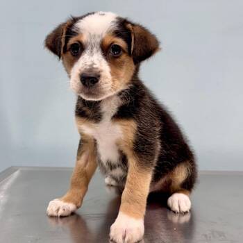 Bumble -  Mixed Breed Dog for Adoption in Portland, Oregon - Bumble | PetCurious