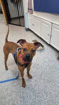 Boxer Dogs Available for Adoption in Sayreville, New Jersey - Evie | PetCurious