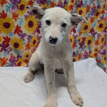 Rescue Australian Cattle Dog Blue Heeler Dogs for Adoption in Chico, California - SHEILA | PetCurious