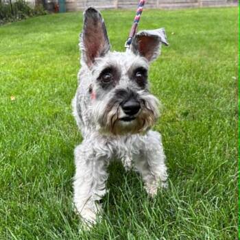 Stella - Sponsor me -  Miniature Schnauzer Dog for Adoption in Homer Glen, Illinois - Stella - Sponsor Me | PetCurious