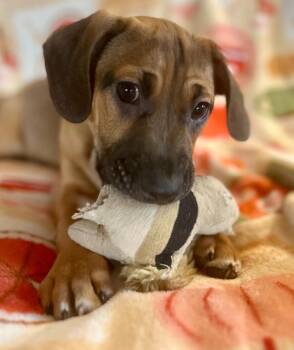 Dachshund and Hound Dogs Available for Adoption - Kyoto | PetCurious