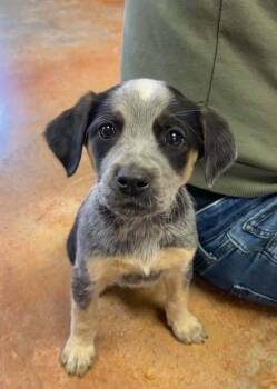 Australian Cattle Dog Blue Heeler Dogs Available for Adoption - San | PetCurious