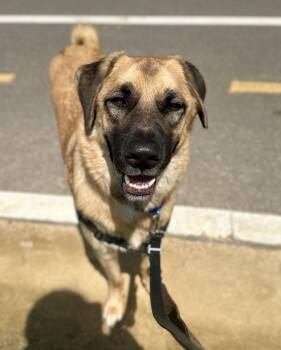 Mr. Pickles -  Anatolian Shepherd Dog for Adoption in Berkeley, California - Mr. Pickles | PetCurious