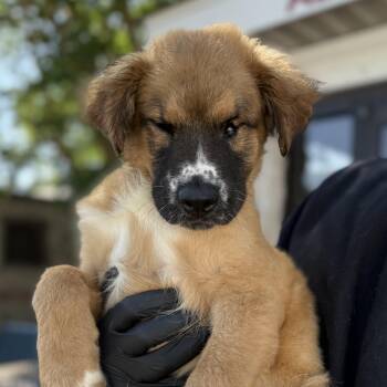 Retriever and Australian Shepherd Dogs Available for Adoption in Columbia, South Carolina - Sprig | PetCurious