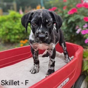 Skillet -  Catahoula Leopard Dog and Mixed Breed Dog for Adoption in Griswold, Connecticut - Skillet | PetCurious