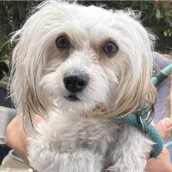 Maltipoo Dogs Available for Adoption in Larkfield-wikiup, California - Hattie | PetCurious
