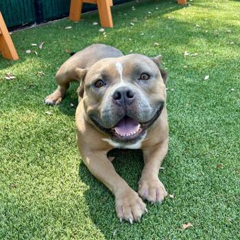 Hank* -  Pit Bull Terrier and English Bulldog Dog for Adoption in San Gabriel, California - Hank* | PetCurious
