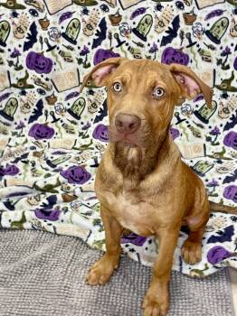 Luke -  Labrador Retriever Dog for Adoption in Lacon, Illinois - Luke | PetCurious