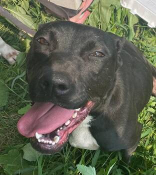 Tiny -  Mixed Breed Dog for Adoption in Cincinnati, Ohio - Tiny | PetCurious