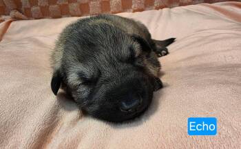 Shepherd and Pit Bull Terrier Dogs Available for Adoption in Duluth, Minnesota - Echo | PetCurious
