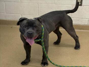 Pit Bull Terrier and Mixed Breed Dogs Available for Adoption in Derwood, Maryland - CASH | PetCurious