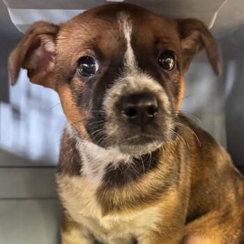 Roland -  Shepherd and Mixed Breed Dog for Adoption in Birmingham, Alabama - Roland | PetCurious