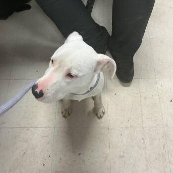 Pit Bull Terrier Dogs Available for Adoption - Jeff | PetCurious