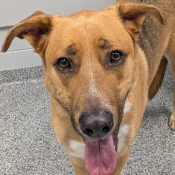 Smokey Joe -  Mixed Breed Dog for Adoption in Greenville, South Carolina - Smokey Joe | PetCurious