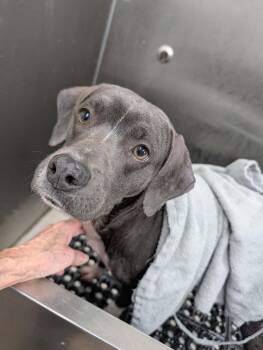 Mixed Breed Dogs Available for Adoption - Boogie *Available Soon* | PetCurious