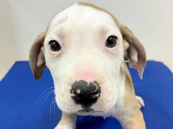 Pit Bull Terrier and Mixed Breed Dogs Available for Adoption - Olive | PetCurious