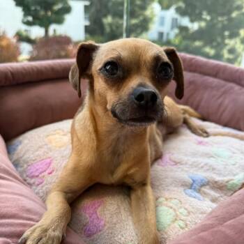 Chihuahua Dogs Available for Adoption - Robin | PetCurious