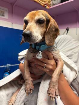 Virgil Ray -  Beagle Dog for Adoption in Morgantown, Kentucky - Virgil Ray | PetCurious
