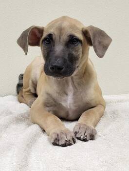 Tilton -  Mixed Breed Dog for Adoption in Groveland, Massachusetts - Tilton | PetCurious