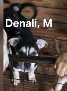 Denali -  Mixed Breed Dog for Adoption in Parma, Ohio - Denali | PetCurious
