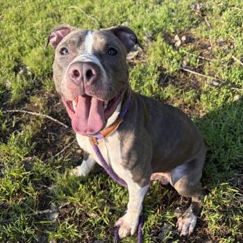 Lunchbox -  Pit Bull Terrier Dog for Adoption in Northbrook, Illinois - Lunchbox | PetCurious