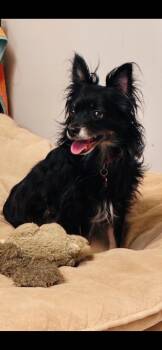 Bart -  Papillon Dog for Adoption in St. Louis, Missouri - Bart | PetCurious