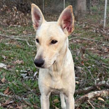 Irwin -  Shepherd Dog for Adoption in Brewton, Alabama - Irwin | PetCurious