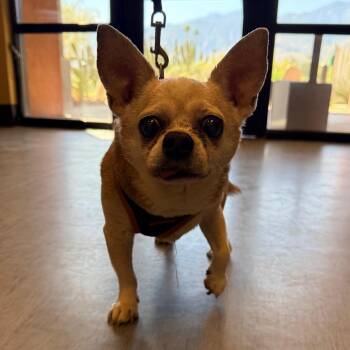 Chihuahua Dogs Available for Adoption - Tiny T | PetCurious