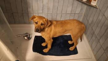 Labrador Retriever and Chihuahua Dogs Available for Adoption - Pete (Sniffer) | PetCurious