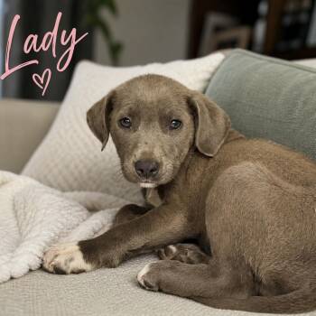 Labrador Retriever and Mixed Breed Dogs Available for Adoption in Carmel Hamlet, New York - Lady | PetCurious