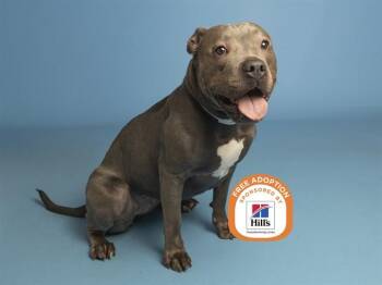 PIGEON -  American Staffordshire Terrier Dog for Adoption in Phoenix, Arizona - PIGEON | PetCurious