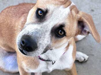 Lucy NKA Piko -  Australian Cattle Dog Blue Heeler Dog for Adoption in Tracy, California - Lucy NKA Piko | PetCurious