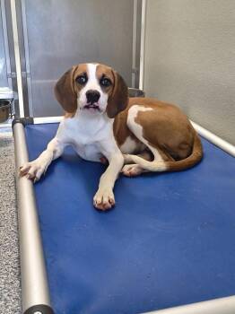 Nova -  Terrier Dog for Adoption in Athens, Tennessee - Nova | PetCurious