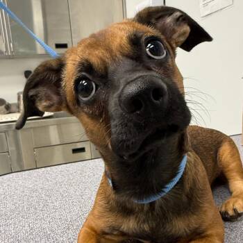 Keats -  Pug and Mixed Breed Dog for Adoption in Abilene, Texas - Keats | PetCurious