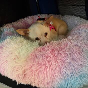Chihuahua Dogs Available for Adoption in San Francisco, California - Babybel 13947 | PetCurious