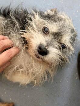 Stitch -  Yorkshire Terrier Dog for Adoption in Granby, Connecticut - Stitch | PetCurious