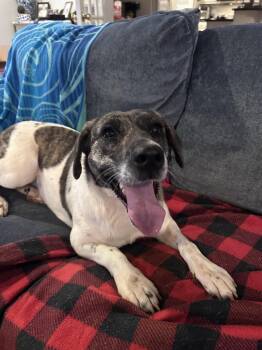 Sissy--Courtesy post -  Labrador Retriever Dog Available for Adoption in Deering, New Hampshire - Sissy--Courtesy Post | PetCurious