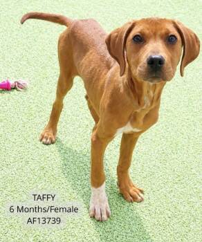 Pit Bull Terrier and Mixed Breed Dogs Available for Adoption - Taffy | PetCurious