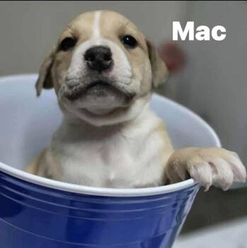 Rescue Pit Bull Terrier and Anatolian Shepherd Dogs for Adoption in Shawnee, Oklahoma - Mac | PetCurious