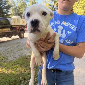 Piggie -  Pit Bull Terrier Dog for Adoption in Columbus, North Carolina - Piggie | PetCurious
