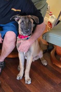 Chico -  Belgian Shepherd Malinois Dog for Adoption in Bonita, California - Chico | PetCurious